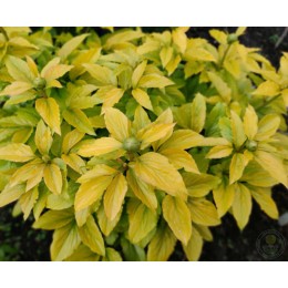 Пион Голден Энджел