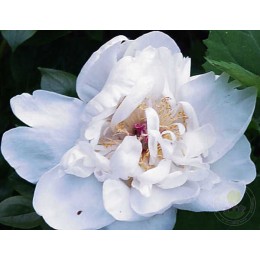 Пион Гринлэнд