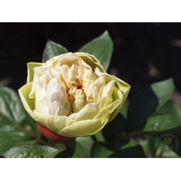 Пион Гринлэнд