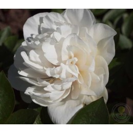 Пион Гринлэнд