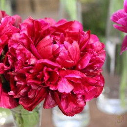 Пион Генри Бокстос