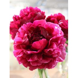 Пион Генри Бокстос