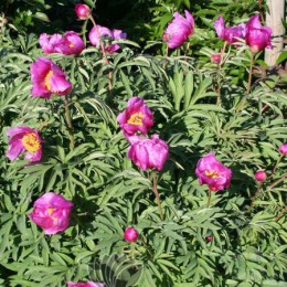 Пион Лавендер Бэби