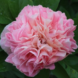 Пион Лоис Чойс