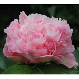 Пион Лоис Чойс