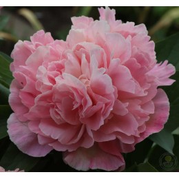 Пион Лоис Чойс