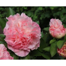 Пион Лоис Чойс