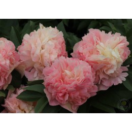 Пион Лоис Чойс