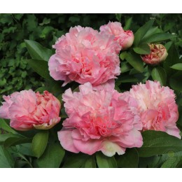 Пион Лоис Чойс