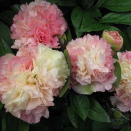 Пион Лоис Чойс