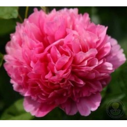 Пион Мэри Джо Легар