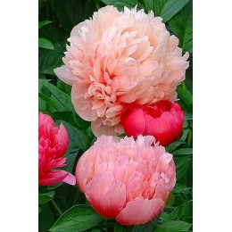 Пион Мэри Джо Легар