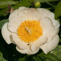 Пион Мунрайз