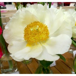 Пион Мунрайз