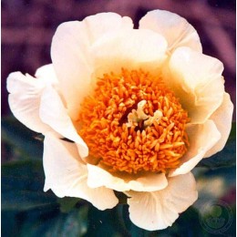 Пион Мунрайз