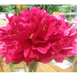 Пион Олд Фейтфул