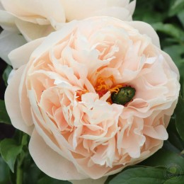 Пион Пастелеганс