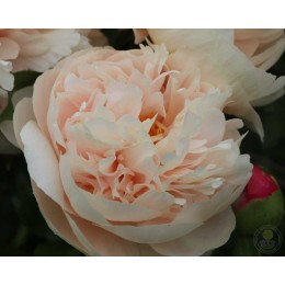 Пион Пастелеганс