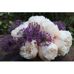 Пион Пастелеганс