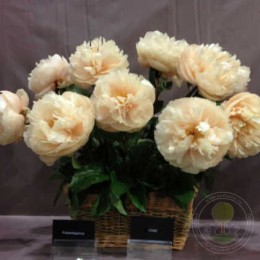 Пион Пастелеганс