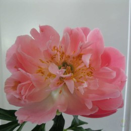 Пион Пинк Гавайан Корал