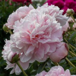 Пион Президент Тафт / Рен Ортанс