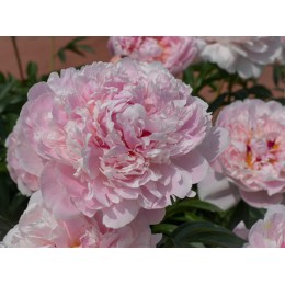 Пион Президент Тафт / Рен Ортанс