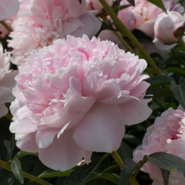 Пион Президент Тафт / Рен Ортанс