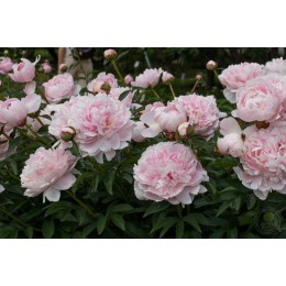 Пион Президент Тафт / Рен Ортанс