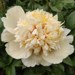 Пион Квитцин