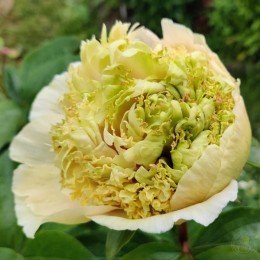 Пион Квитцин