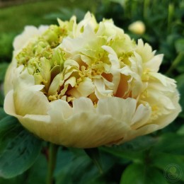 Пион Квитцин