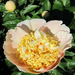 Пион Квитцин