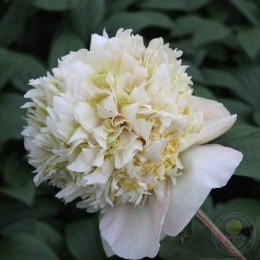 Пион Квитцин