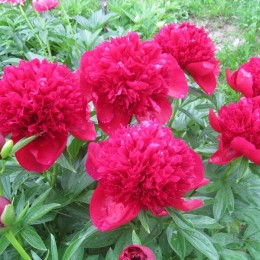 Пион Ред Чарм