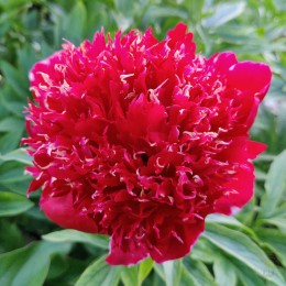 Пион Рэд Денди