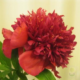 Пион Рэд Денди