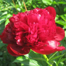 Пион Ред Грейс