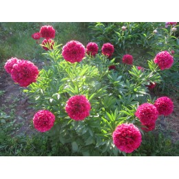 Пион Ред Грейс