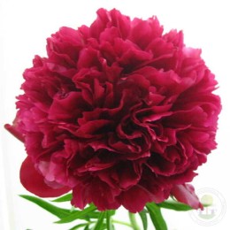 Пион Ред Грейс