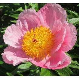 Пион Розэлетте