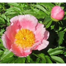 Пион Розэлетте