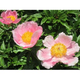 Пион Розэлетте