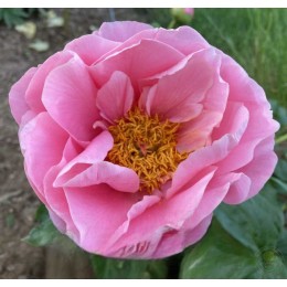 Пион Салмон Шиффон