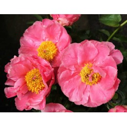 Пион Салмон Шиффон