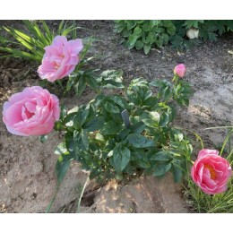 Пион Салмон Шиффон