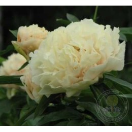 Пион Санни Гёрл