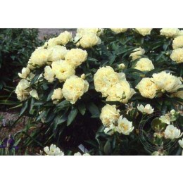 Пион Санни Гёрл