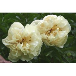 Пион Санни Гёрл