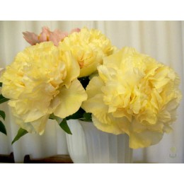 Пион Санни Гёрл